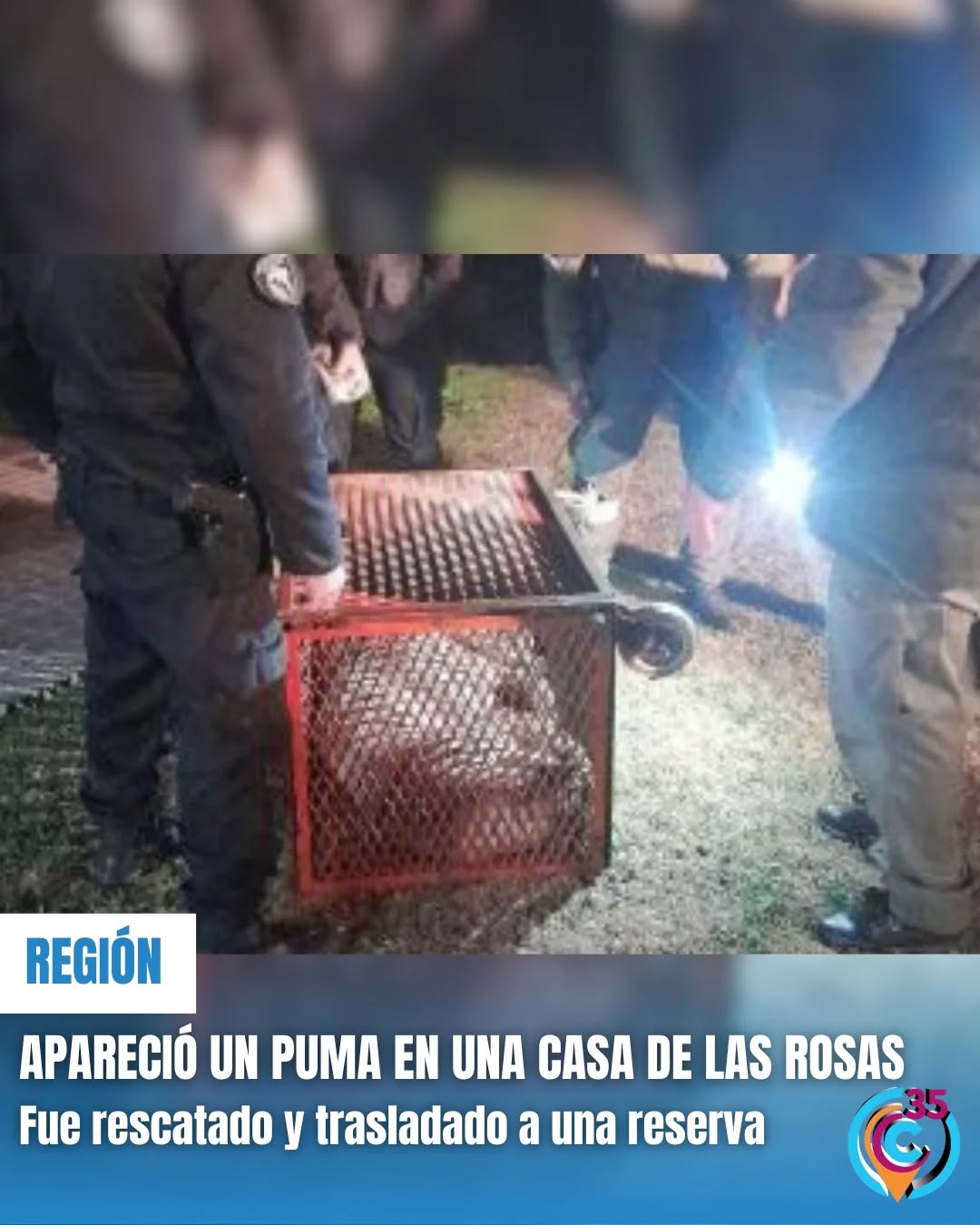 Puma en Las Rosas 270725